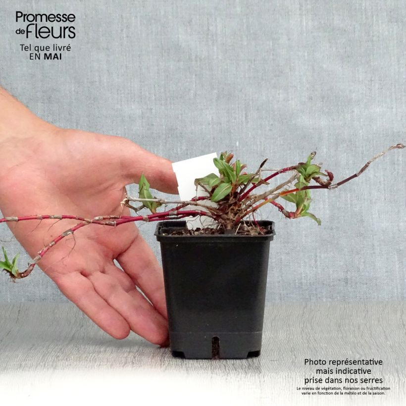 Spécimen de Renouée - Persicaria affinis Kabouter en godet de 9 cm  tel que livré au printemps