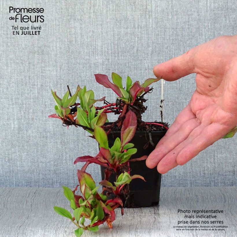 Spécimen de Renouée - Persicaria affinis Kabouter Godet de 8/9 cm tel que livré en été
