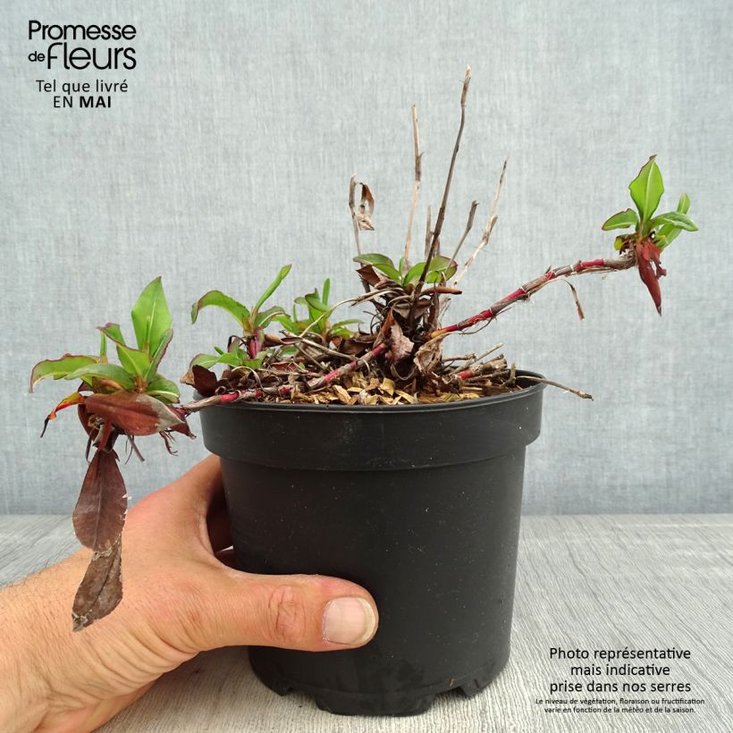 Spécimen de Renouée - Persicaria affinis Kabouter en pot de 2L/3L tel que livré au printemps
