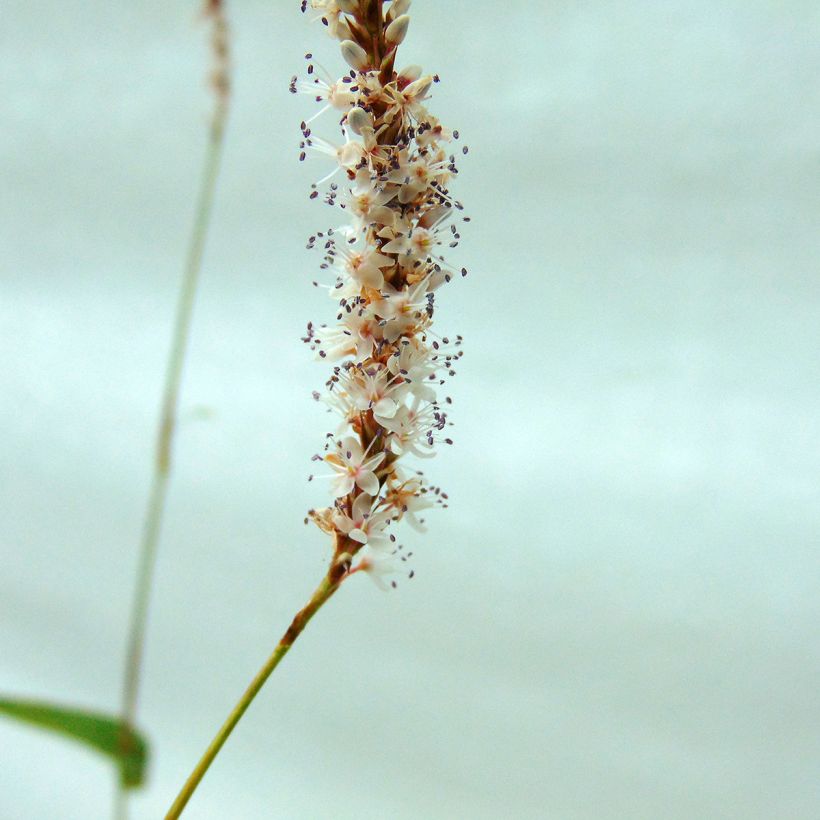 Renouée - Persicaria amplexicaulis Alba (Floraison)