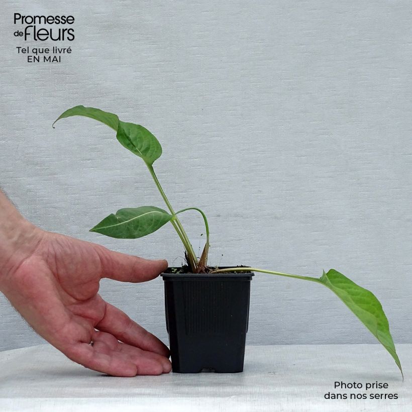 Spécimen de Renouée - Persicaria amplexicaulis Alba Godet de 9cm tel que livré au printemps