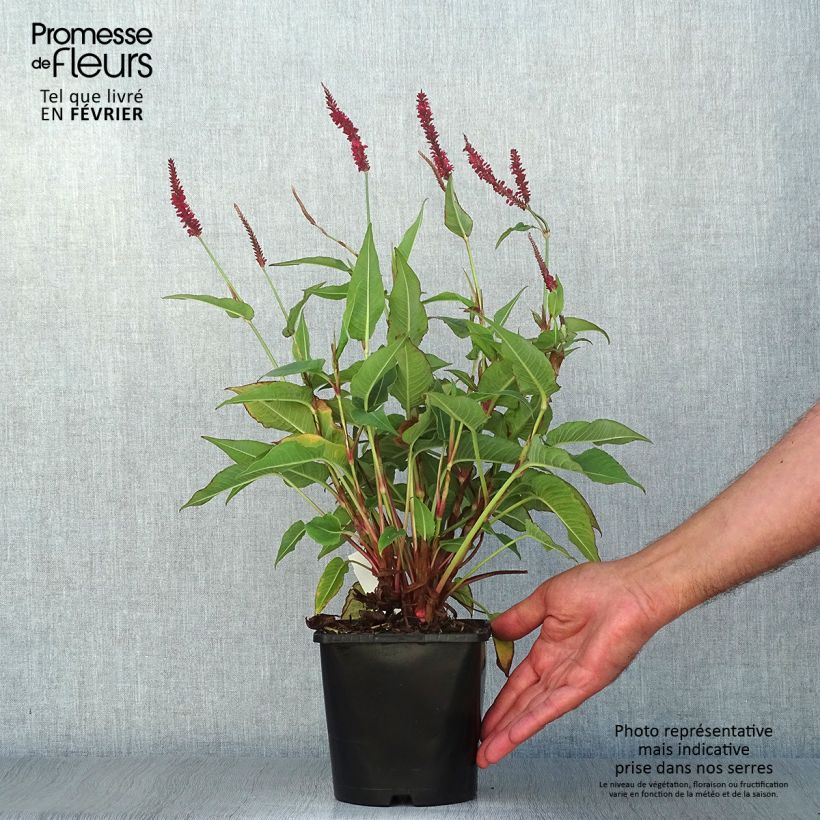 Spécimen de Renouée - Persicaria amplexicaulis Blackfield Pot de 2L/3L tel que livré en automne