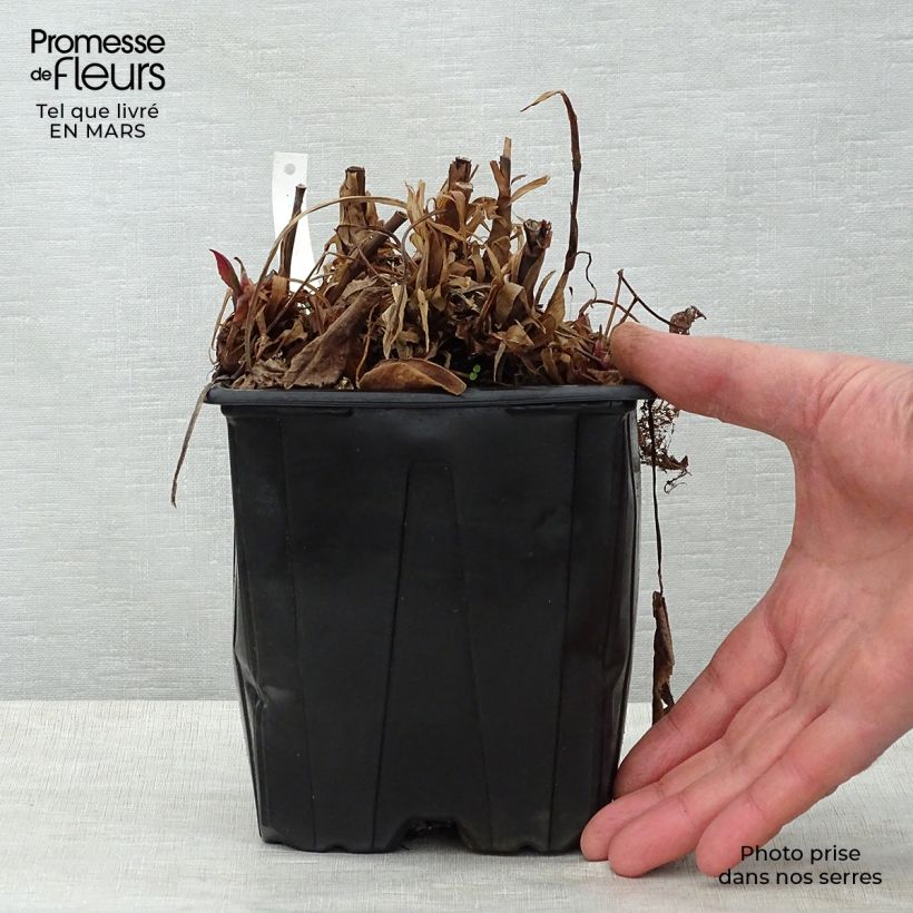 Spécimen de Renouée - Persicaria amplexicaulis Blackfield en pot de 2/3 litres tel que livré au printemps