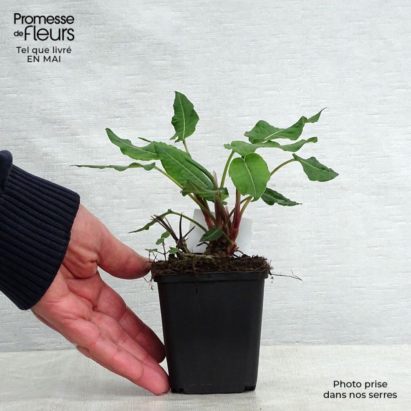 Spécimen de Renouée - Persicaria amplexicaulis Blackfield en godet de 9 cm tel que livré au printemps