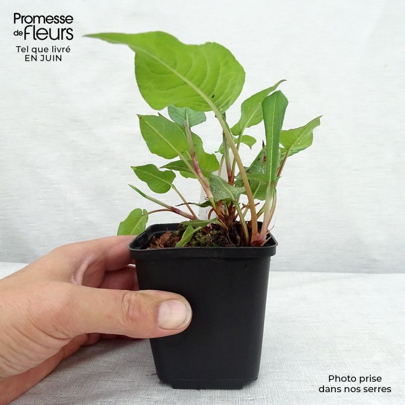 Spécimen de Renouée - Persicaria amplexicaulis Dikke Floskes Godet de 8/9 cm tel que livré en été