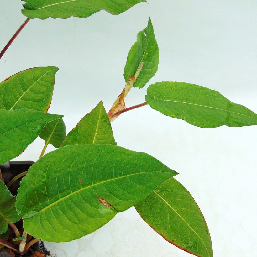 Renouée - Persicaria amplexicaulis Fat Domino (Feuillage)