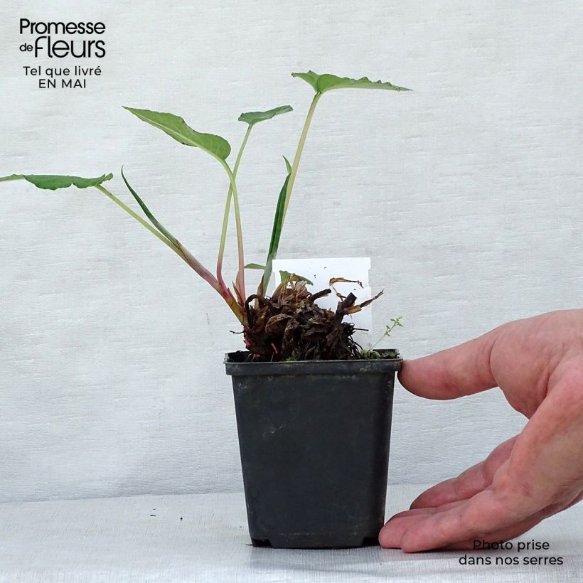 Spécimen de Renouée - Persicaria amplexicaulis Fat Domino tel que livré au printemps