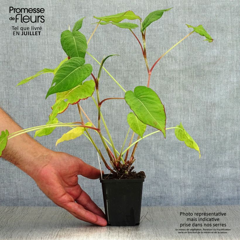 Spécimen de Renouée - Persicaria amplexicaulis Fat Domino Godet de 8/9 cm tel que livré en été