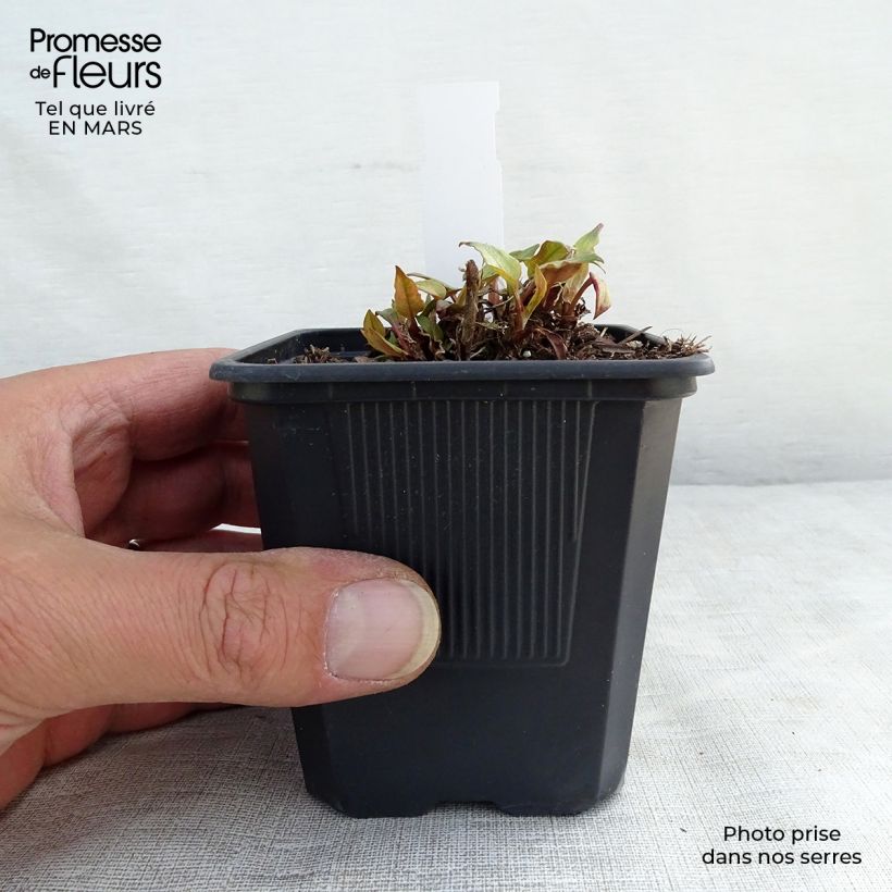 Spécimen de Renouée - Persicaria amplexicaulis Golden Arrow Godet de 9cm tel que livré au printemps