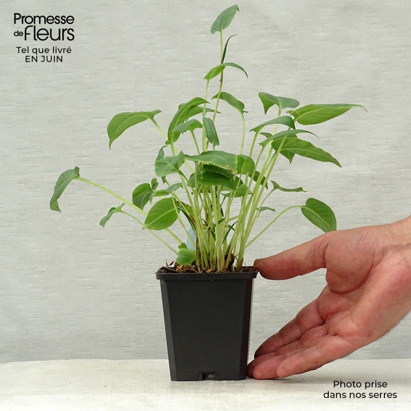 Spécimen de Renouée - Persicaria amplexicaulis Inverleith Godet de 8/9 cm tel que livré en été