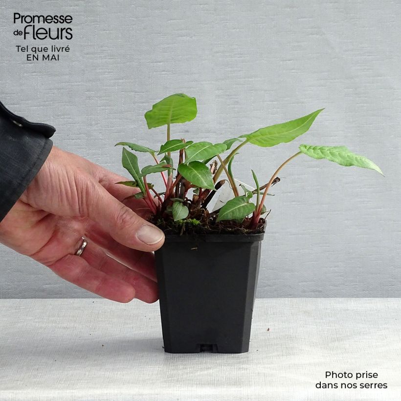 Spécimen de Renouée - Persicaria amplexicaulis JS Caliente Godet de 9cm tel que livré au printemps