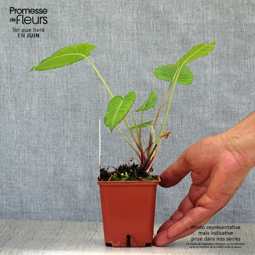 Spécimen de Renouée - Persicaria amplexicaulis JS Caliente Godet de 8/9 cm tel que livré en été