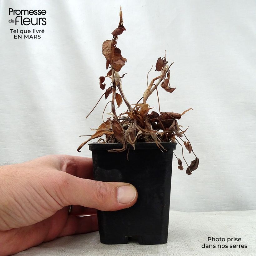 Spécimen de Renouée - Persicaria amplexicaulis JS Delgado Macho tel que livré au printemps