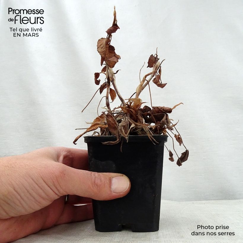 Spécimen de Renouée - Persicaria amplexicaulis JS Delgado Macho Godet de 9cm tel que livré au printemps