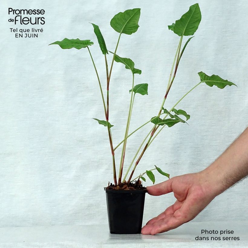 Spécimen de Renouée - Persicaria amplexicaulis JS Delgado Macho Godet de 8/9 cm tel que livré en été
