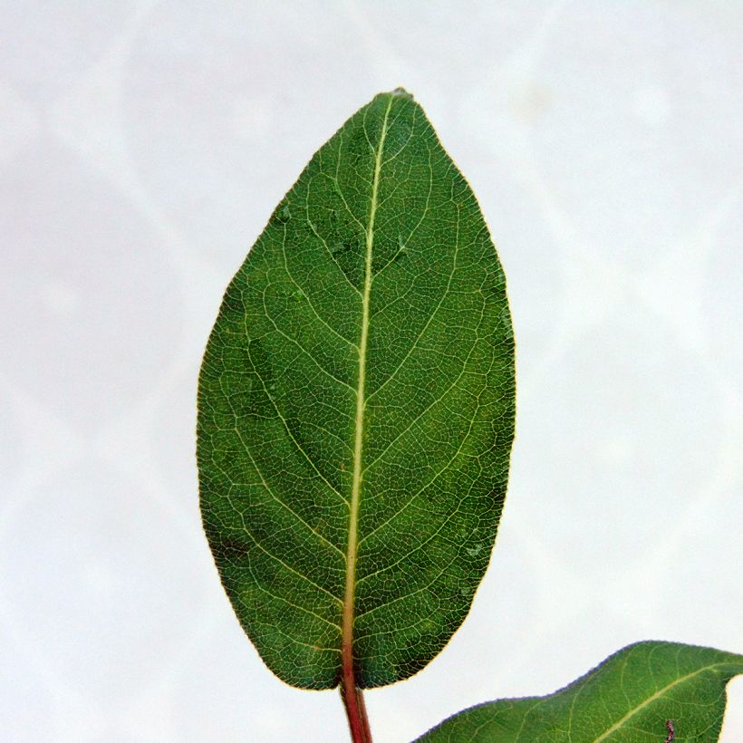 Renouée - Persicaria amplexicaulis Orange Field (Feuillage)