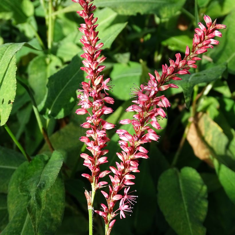 Renouée - Persicaria amplexicaulis Orange Field (Floraison)