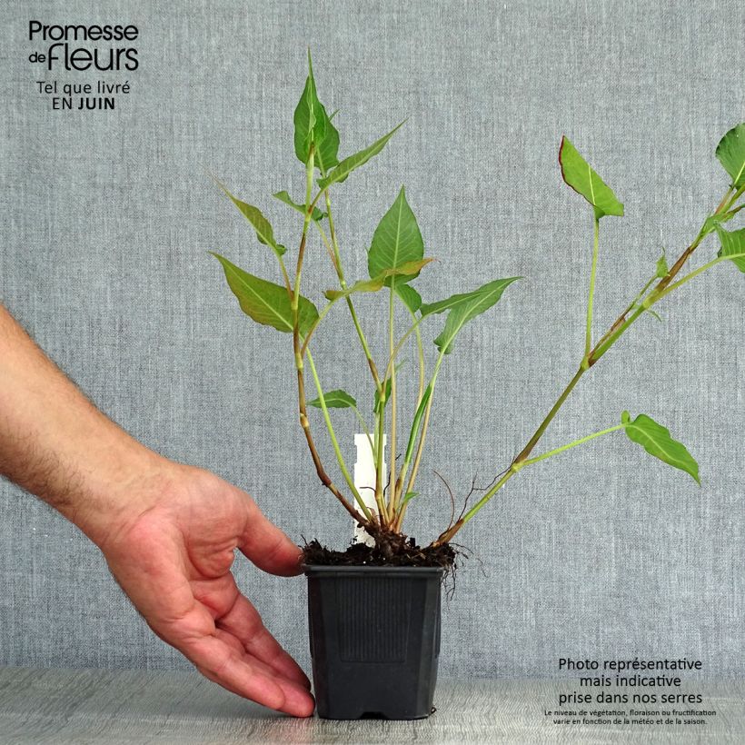 Spécimen de Renouée - Persicaria amplexicaulis Orange Field Godet de 7/8 cm tel que livré en été