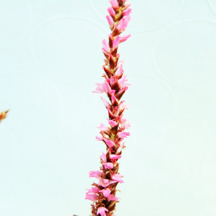 Renouée - Persicaria amplexicaulis Pink Elephant (Floraison)