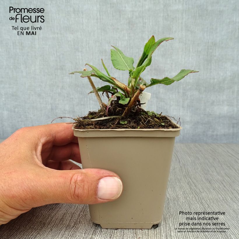 Spécimen de Renouée - Persicaria amplexicaulis Pink Elephant Godet de 9cm tel que livré au printemps