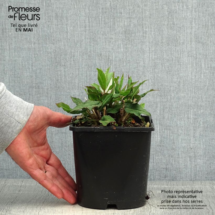 Spécimen de Renouée - Persicaria amplexicaulis Pink Elephant pot de 1.5L/2L tel que livré au printemps
