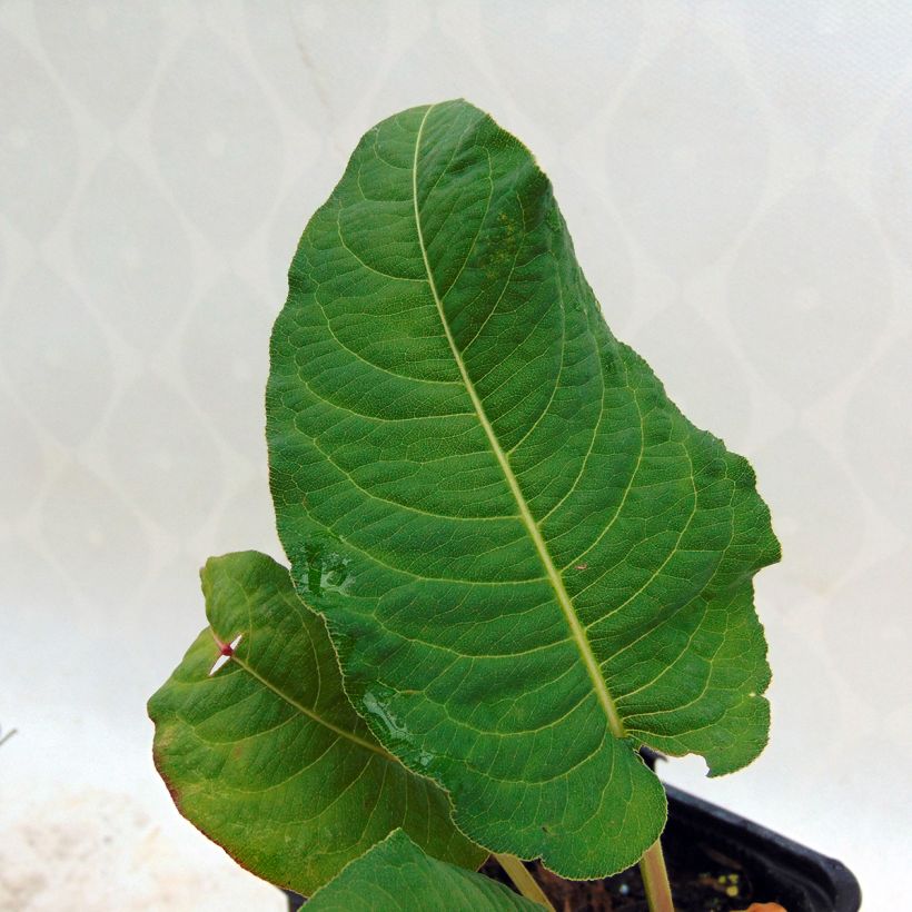 Renouée - Persicaria amplexicaulis Rosea (Feuillage)