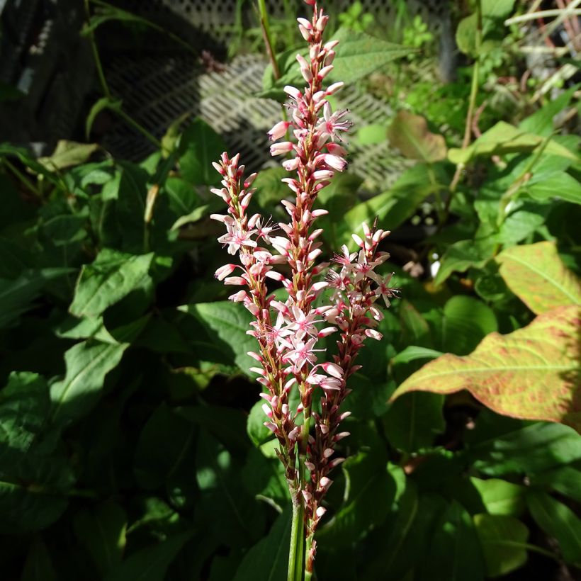Renouée - Persicaria amplexicaulis Rosea (Floraison)
