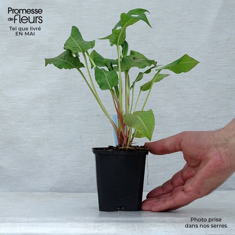 Spécimen de Renouée - Persicaria amplexicaulis Rosea Godet de 9cm tel que livré au printemps