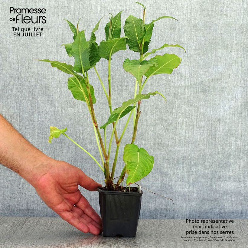 Spécimen de Renouée - Persicaria amplexicaulis Rosea Godet de 8/9 cm tel que livré en été