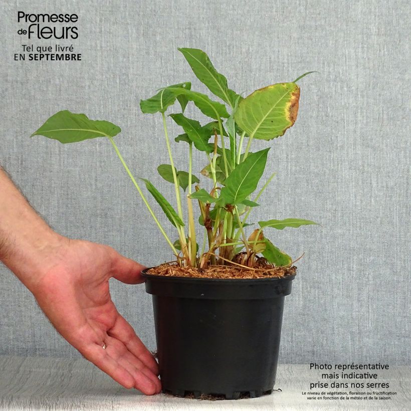 Spécimen de Renouée - Persicaria amplexicaulis Rosea Pot de 2L/3L tel que livré en été