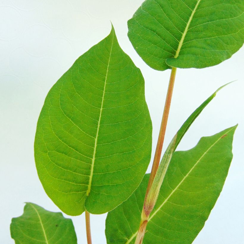 Renouée - Persicaria amplexicaulis Taurus (Feuillage)