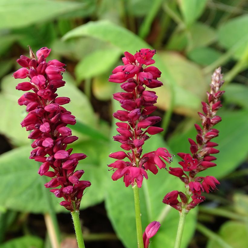 Renouée - Persicaria amplexicaulis Taurus (Floraison)