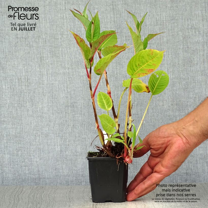 Spécimen de Renouée - Persicaria amplexicaulis Taurus Godet de 8/9 cm tel que livré en été