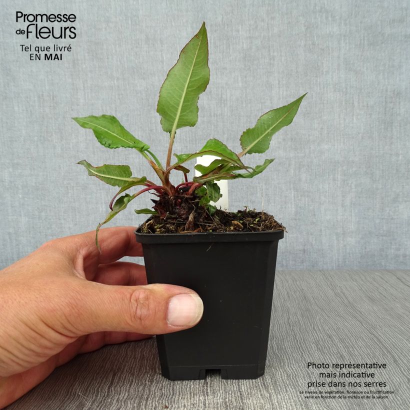 Spécimen de Renouée - Persicaria amplexicaulis Taurus Godet de 9cm tel que livré au printemps