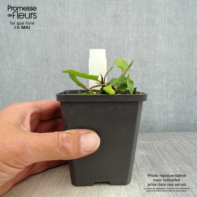 Spécimen de Renouée - Persicaria amplexicaulis Vesuvius Godet de 8/9 cm tel que livré au printemps