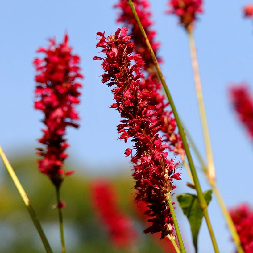 Renouée - Persicaria amplexicaulis Vesuvius (Floraison)