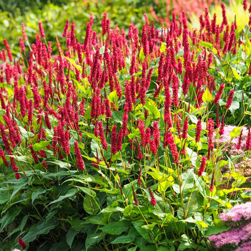 Renouée - Persicaria amplexicaulis Vesuvius (Port)