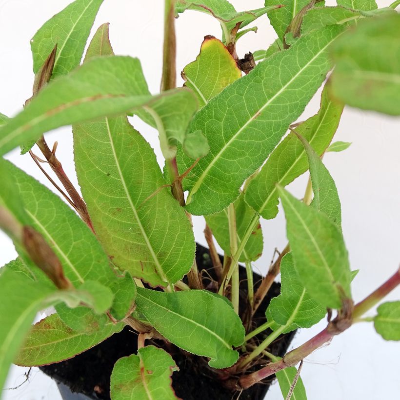 Renouée - Persicaria amplexicaulis White Eastfield  (Feuillage)