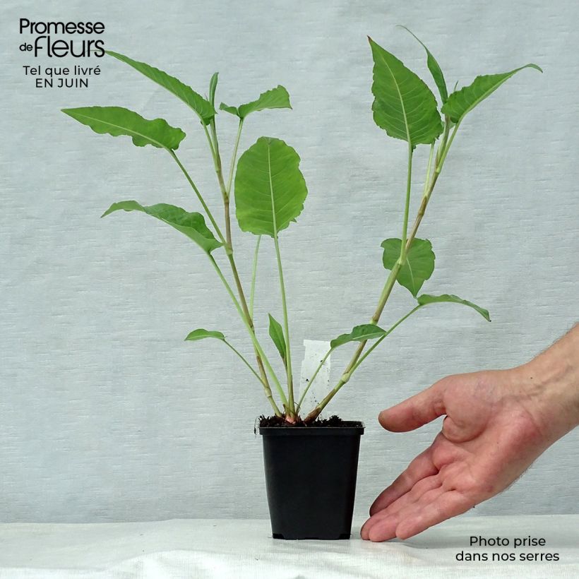 Spécimen de Renouée - Persicaria amplexicaulis White Eastfield  Godet de 8/9 cm tel que livré en été