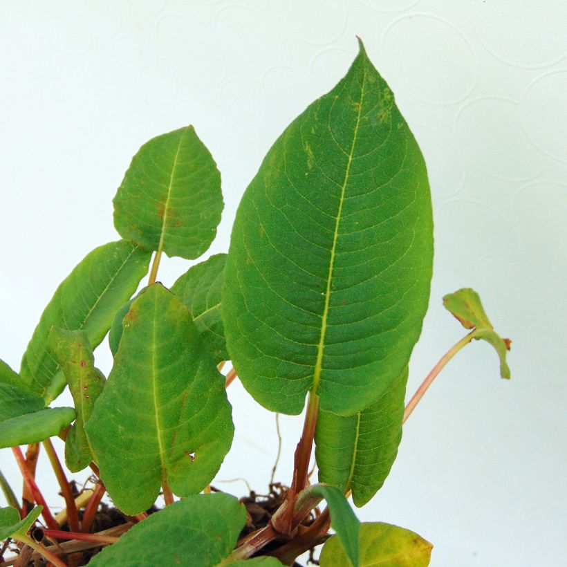 Renouée - Persicaria amplexicaulis var. pendula (Feuillage)