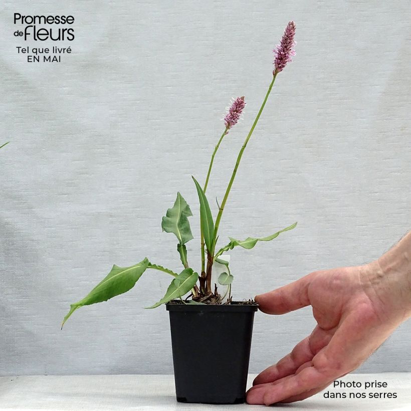 Spécimen de Renouée - Persicaria bistorta Hohe Tatra tel que livré au printemps