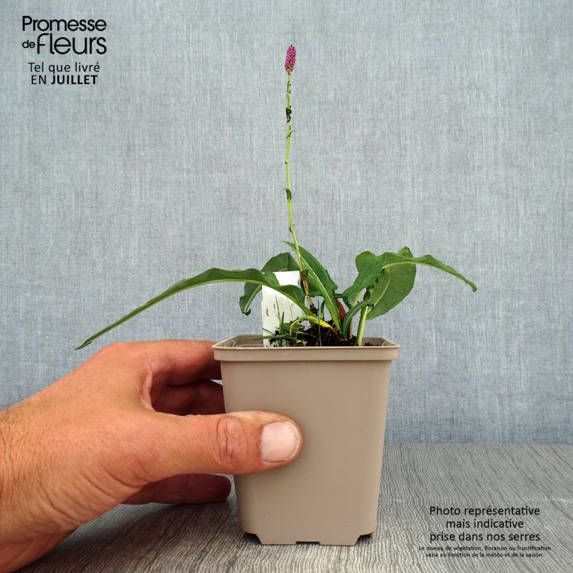 Spécimen de Renouée - Persicaria bistorta Hohe Tatra Godet de 8/9 cm tel que livré en été