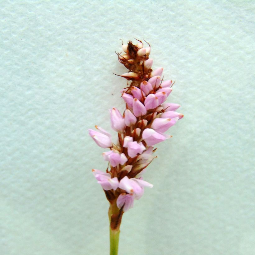 Renouée - Persicaria bistorta Superba (Floraison)