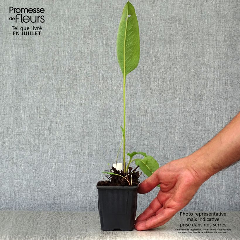 Spécimen de Renouée - Persicaria bistorta Superba Godet de 8/9 cm tel que livré en été