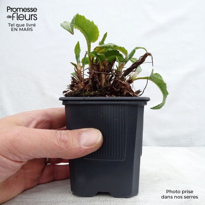 Spécimen de Renouée - Persicaria bistorta Superba Godet de 9cm tel que livré au printemps