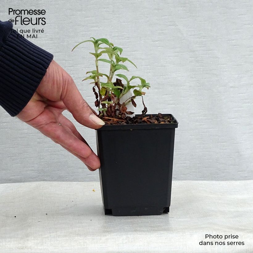 Spécimen de Renouée - Persicaria campanulata tel que livré au printemps