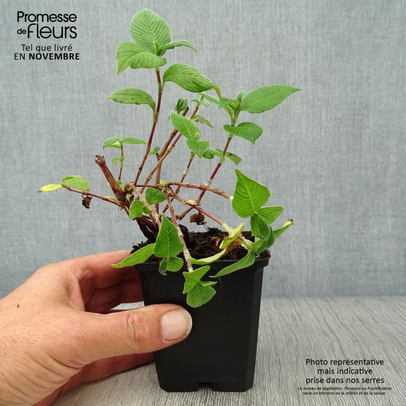 Spécimen de Renouée - Persicaria campanulata Godet de 8/9 cm tel que livré en automne