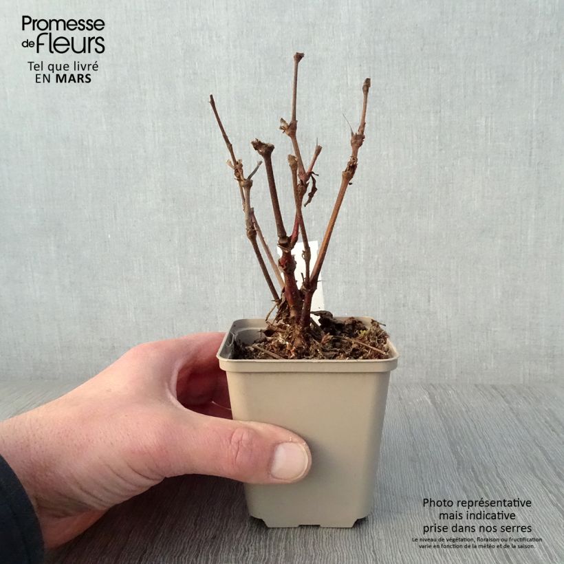 Spécimen de Renouée - Persicaria filiformis tel que livré au printemps