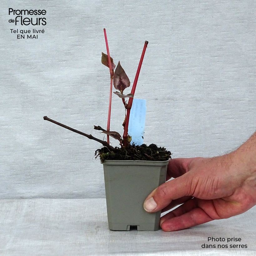 Spécimen de Renouée - Persicaria micro. Red Dragon Godet de 9cm tel que livré au printemps