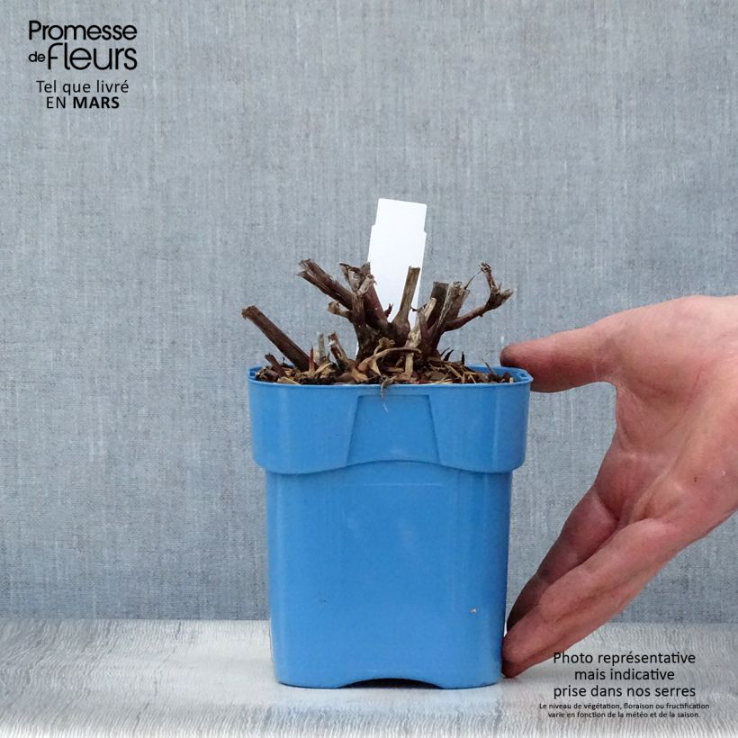 Spécimen de Renouée - Persicaria micro. Red Dragon - Pot de 1.5L/2L tel que livré au printemps